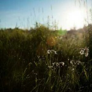 Blumenwiese